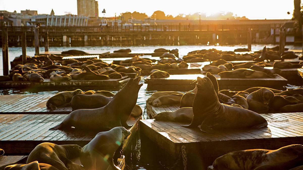 Sea Lions on Pier 39 with glow of sunshine in San Francisco, California, USA